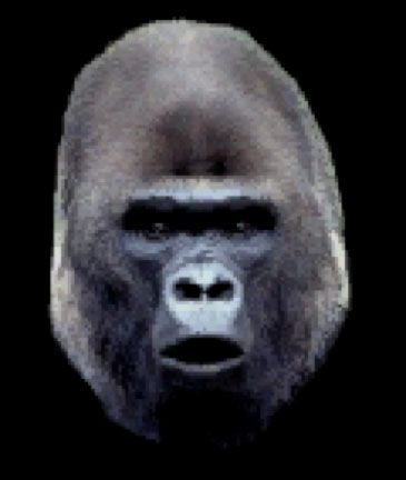 Gorilla